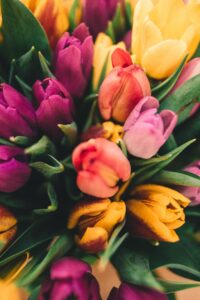 Tulips